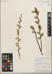 Foto von Salix humilis Marshall